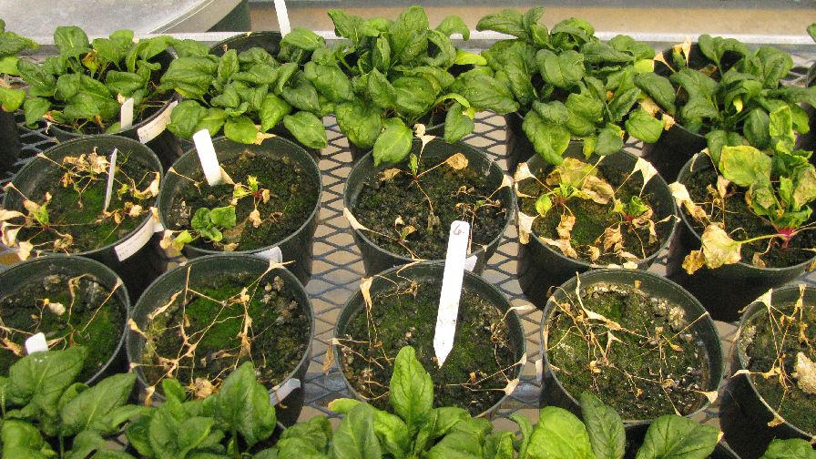 Pacific Northwest Spinach Seed Crop Threatened by Fungus
