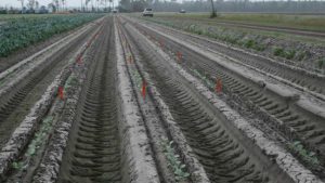 Eastern Broccoli Project Tracking New Growth