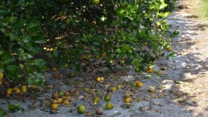 Watch and Learn How Gibberellic Acid Supports Citrus Trees
