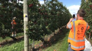 New Zealand Apple Growers Keeping Eye on Exports