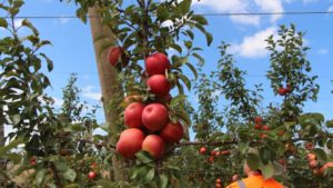 IFTA Talking Honeycrisp Apples in New Zealand