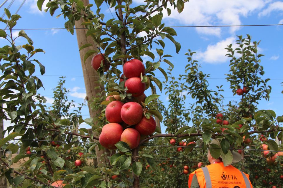 IFTA Talking Honeycrisp Apples in New Zealand