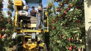 Tariffs Hit Fruit Growers Hard at Harvest