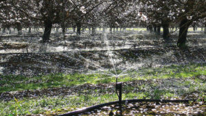 Almond Growers Fine-Tuning Irrigation