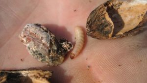 Mating Disruption Pays To Protect Your Almond Crop from Navel Orangeworm