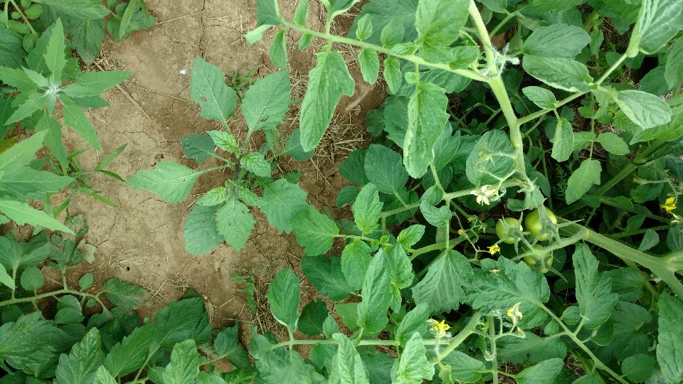 Field Scouting Guide: Eastern Black Nightshade