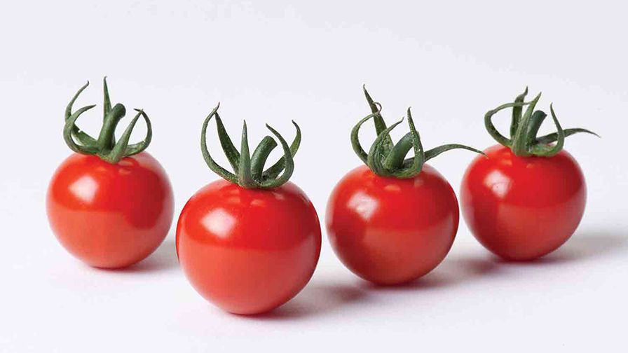 10 Tomato Varieties You Need to Check Out [Slideshow] - Growing