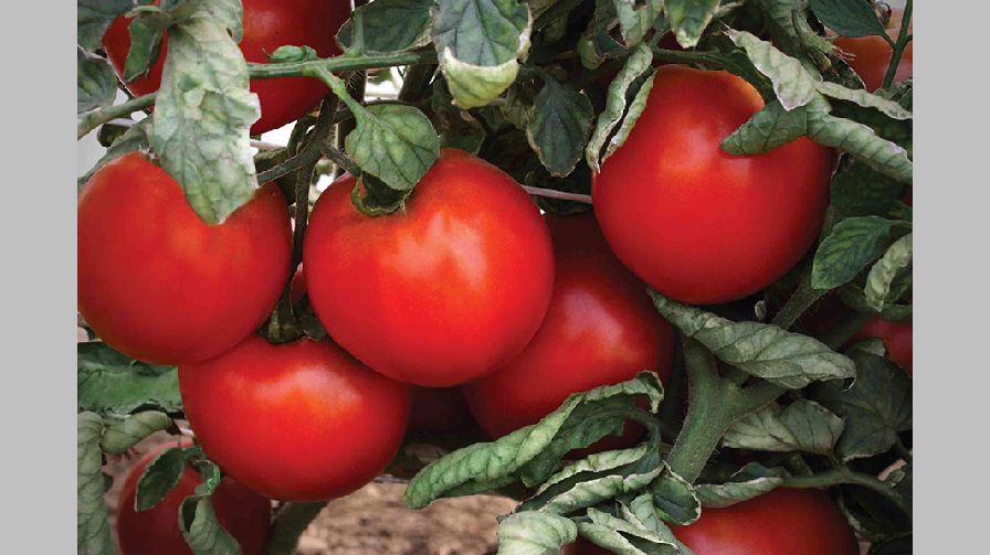 10 Tomato Varieties You Need to Check Out [Slideshow] - Growing
