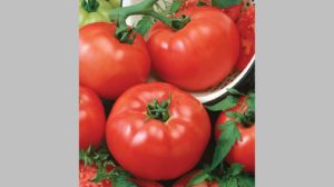 Chef’s Choice Red F1 from Seeds by Design