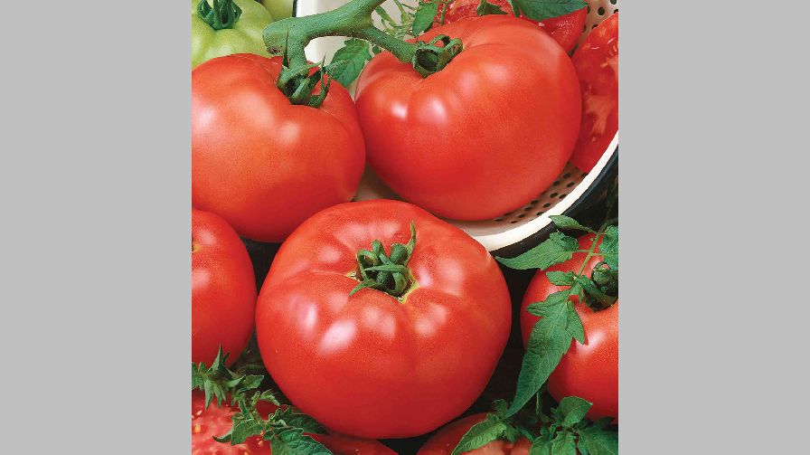 Chef’s Choice Red F1 from Seeds by Design