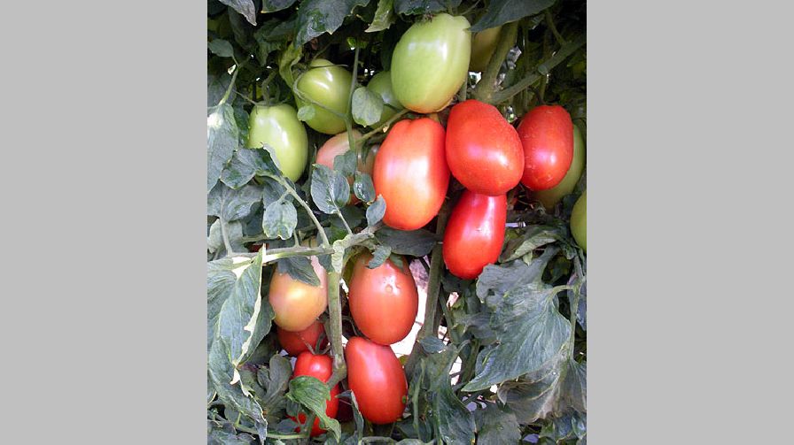 Plum Regal from Clifton Seed Company
