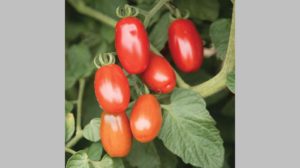 Valentine from Johnny’s Selected Seeds