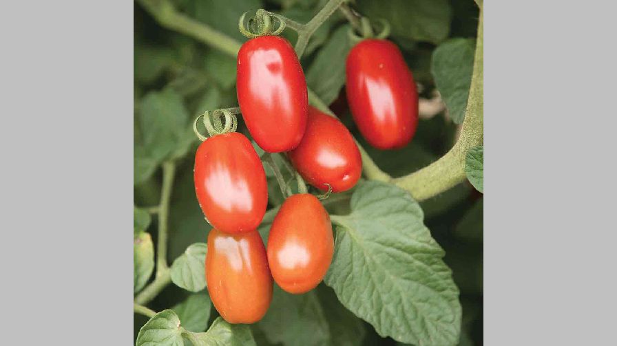 Valentine from Johnny’s Selected Seeds