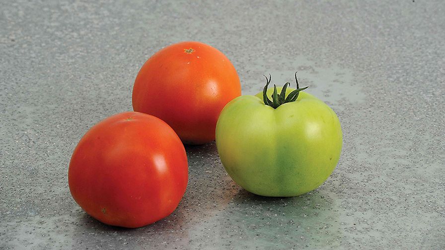 Winterhaven 163 from Enza Zaden