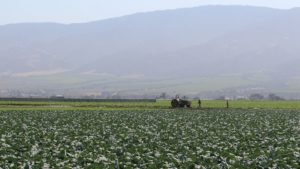 Church Brothers Farms Makes Deal for Mann Packing Business
