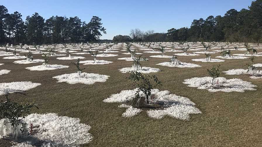 Cold Weather Puts New Northern Citrus Plantings to the Test