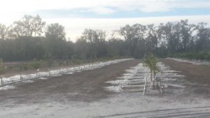 Take These Steps When Caring for Citrus Trees Smacked by the Cold