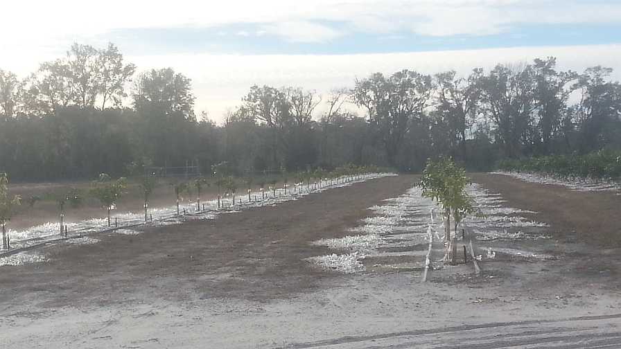 Take These Steps When Caring for Citrus Trees Smacked by the Cold