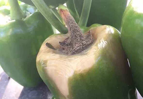 gray mold on bell pepper
