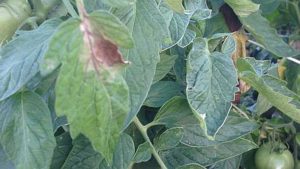Southwest Florida Vegetable Growers on High Alert for Late Blight
