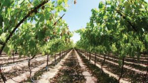 Tips to Make the Most of Nitrogen Applications for Grapes