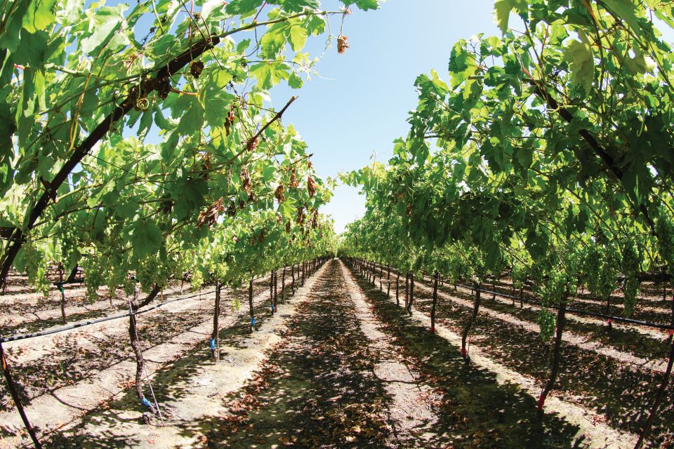 California Grape Grower Who Battled UFW Posthumously Honored