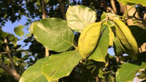 Carbon Markets for Agriculture Still a Work in Progress 