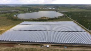 Wish Farms Betting Big on Organic Blueberries