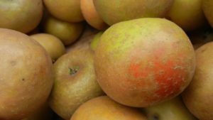 More Apple Varieties Thought Extinct Found
