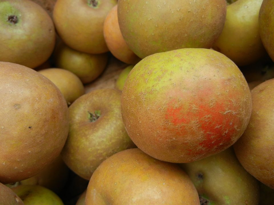 More Apple Varieties Thought Extinct Found