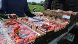 How to Sweeten the Path to Strawberry Success