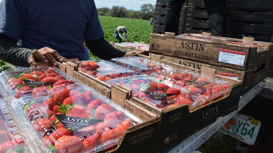 How to Sweeten the Path to Strawberry Success