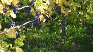 Tips for Under-Vine Cover Crop Adoption