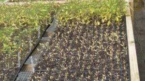 The Story of Two Worst-Case Mysteries in the Greenhouse