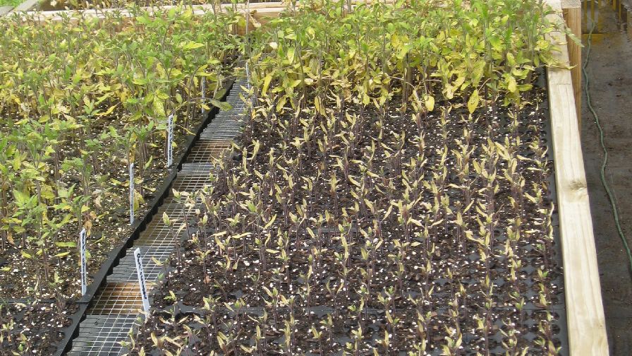 The Story of Two Worst-Case Mysteries in the Greenhouse