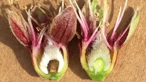 What Happens When Almond Trees Freeze