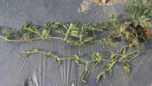 Increased Fusarium Pressure Putting a Damper on Watermelon Crop in South Carolina
