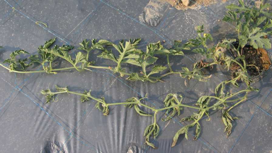 Protect Watermelon Plantings From Wrath of Fusarium Wilt