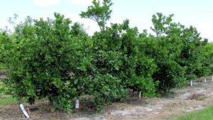 GMO Solutions Waiting in the Wings for Specialty Agriculture