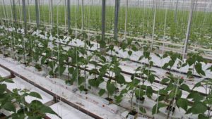 Where You Can Get Training on Protected Growing