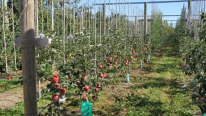 New Zealand Fruit Growers Look to the Future of Production, Varieties