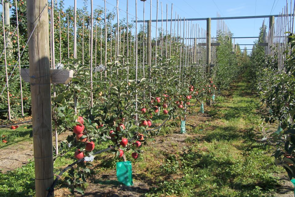 New Zealand Fruit Growers Look to the Future of Production, Varieties
