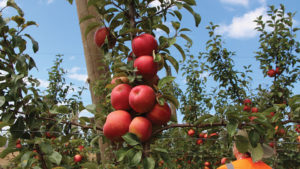 What About Using a High Rate of PGRs on Honeycrisp Apples?