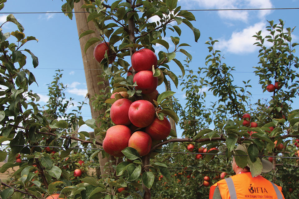 What About Using a High Rate of PGRs on Honeycrisp Apples?