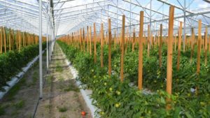 Helpful Tips To Keep Your Greenhouse Vegetable Facilities Clean