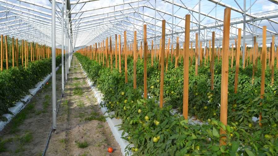 Helpful Tips To Keep Your Greenhouse Vegetable Facilities Clean
