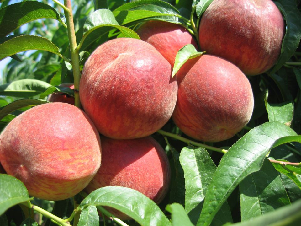 Time is Ripe for Michigan Spring Peach Meeting