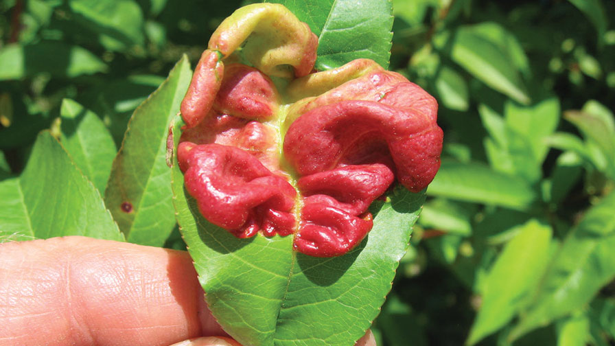 Peach Leaf Curl is One Scary Disease