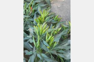 GVS 42029 F1 from Golden Valley Seed