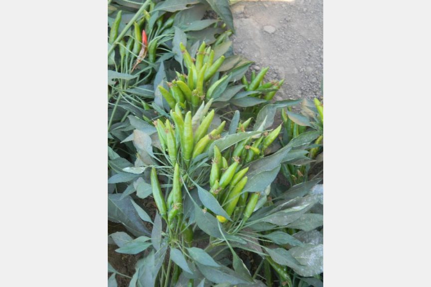 GVS 42029 F1 from Golden Valley Seed
